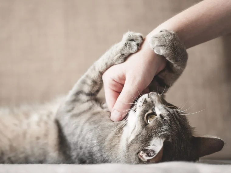 Jak řešit agresivitu kočky při hře