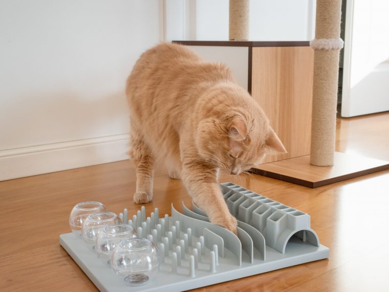 Jak zabavit kočku s mokrým krmivem