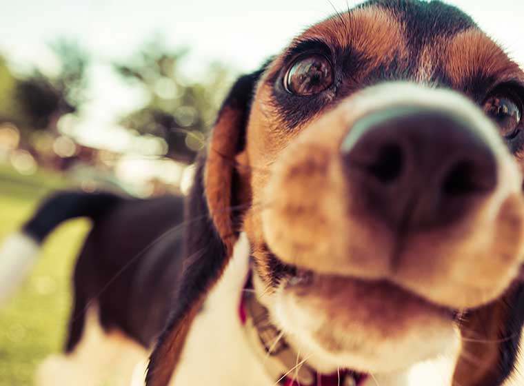 Jak psi vnímají pachy