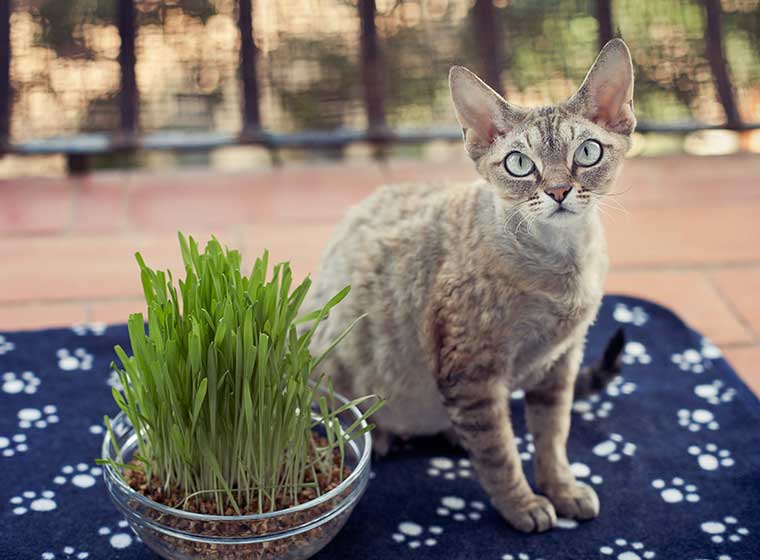 Šanta kočičí a kočičí tráva