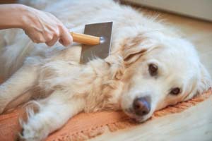 Péče a hygienické potřeby pro psy